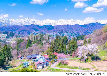 [春天的材料]春天的絕景，小川村番所的櫻花[長野縣] 98780934