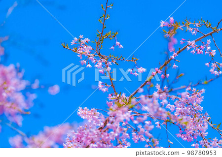 [春天的材料]春天的絕景，小川村番所的櫻花[長野縣] 98780953