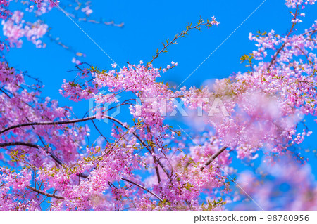 [春天的材料]春天的絕景，小川村番所的櫻花[長野縣] 98780956