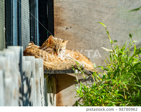 The cute appearance of a Bengal wildcat Relax The cute appearance of a Bengal wildcat Relax 98780962