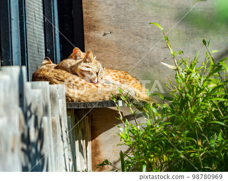 The cute appearance of a Bengal wildcat Relax The cute appearance of a Bengal wildcat Relax 98780969