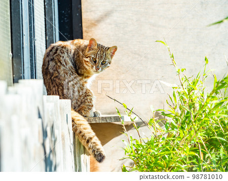 The cute appearance of a Bengal wildcat Relax The cute appearance of a Bengal wildcat Relax 98781010