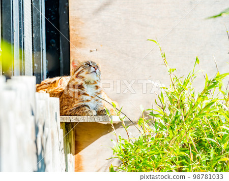 The cute appearance of a Bengal wildcat Relax The cute appearance of a Bengal wildcat Relax 98781033
