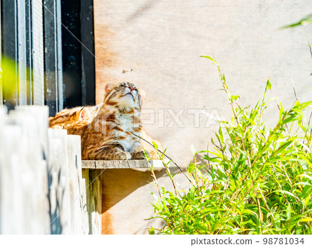 The cute appearance of a Bengal wildcat Relax The cute appearance of a Bengal wildcat Relax 98781034