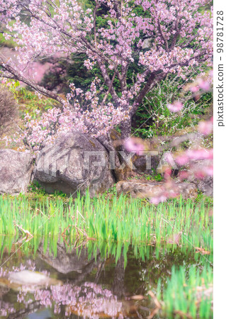 [Spring material] Weeping cherry tree at Kozenji Temple in Minami Shinshu [Nagano Prefecture] 98781728