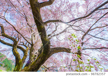 [Sakura material] A single cherry tree from the ruins of Kaminodaira Castle in Minami Shinshu [Nagano Prefecture] 98782357