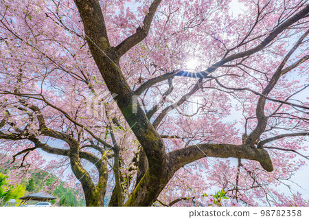 [櫻花材料]南信州[長野縣]上之平城遺址的一棵櫻花樹 98782358