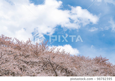 [櫻花材料] Koboyama Kofun [長野縣]的櫻花 98782395