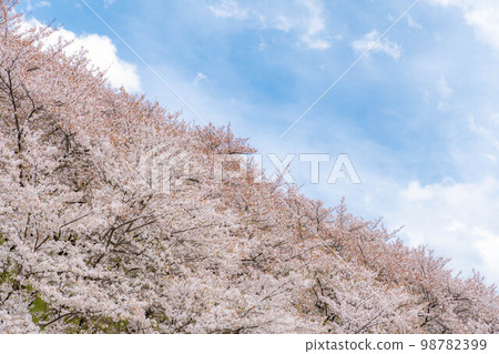 [櫻花材料] Koboyama Kofun [長野縣]的櫻花 98782399