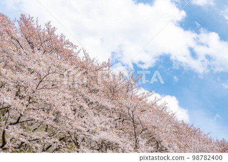 [櫻花材料] Koboyama Kofun [長野縣]的櫻花 98782400