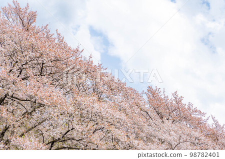 [櫻花材料] Koboyama Kofun [長野縣]的櫻花 98782401