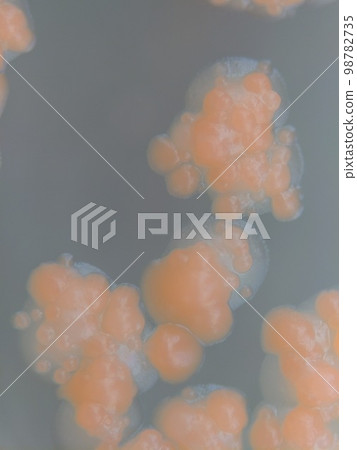 Microorganisms in the orange air that entered the petri dish Microorganisms in the orange air that entered the petri dish 98782735