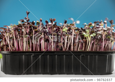 micro greens in the box on the background micro greens in the box on the background 98782837