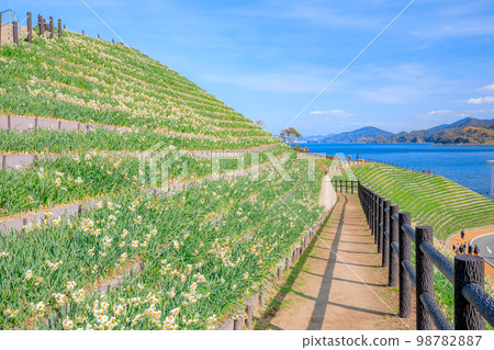 Nomozaki Narcissus Hill Nagasaki City, Nagasaki Prefecture 98782887