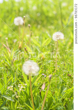 Dandelion fluff 98783172