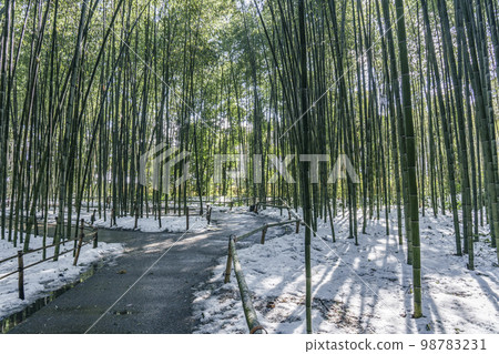 嵯峨野竹林小徑清晨殘雪 98783231