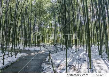 嵯峨野竹林小徑清晨殘雪 98783232