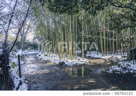 嵯峨野竹林小徑清晨殘雪 98783233
