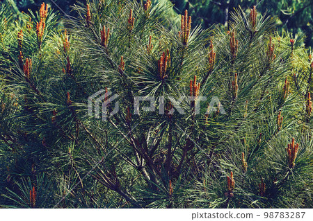 Blooming young pine tree with delicate buds of cones Blooming young pine tree with delicate buds of cones 98783287