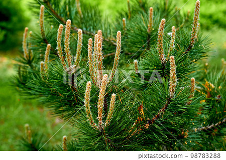 Blooming young pine tree with delicate buds of cones Blooming young pine tree with delicate buds of cones 98783288
