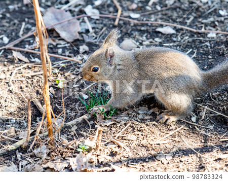可愛的日本松鼠 可愛的日本松鼠 98783324