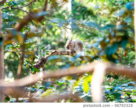 一隻可愛的日本松鼠吃 98783328