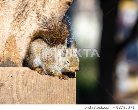 Cute Japanese squirrel sleepy Cute Japanese squirrel sleepy 98783371