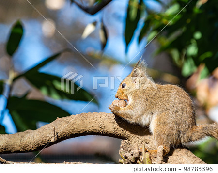 A cute Japanese squirrel eating A cute Japanese squirrel eating 98783396