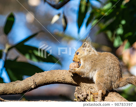 A cute Japanese squirrel eating A cute Japanese squirrel eating 98783397