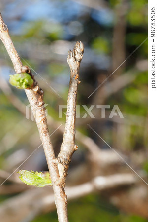 Larva of a mulberry in spring (right side) Larva of a mulberry in spring (right side) 98783506