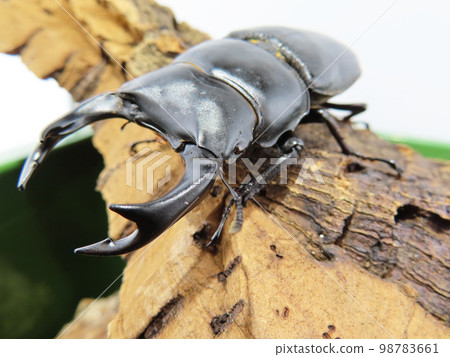 Male giant stag beetle Male giant stag beetle 98783661