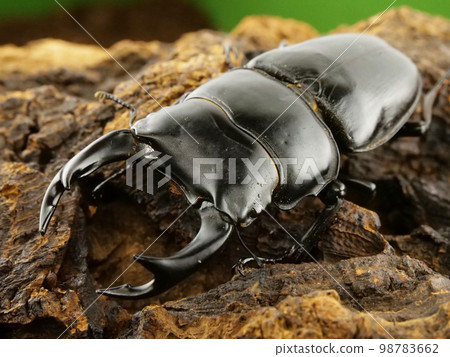 一隻鹿角甲蟲 [Ookuwagata] 98783662