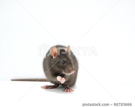 Fancy rat with its face turned to the side Fancy rat with its face turned to the side 98783666