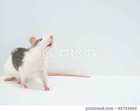 Fancy rat looking up [copy space] 98783669