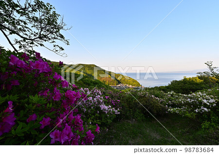 Gohonmatsu公園的杜鵑花 98783684