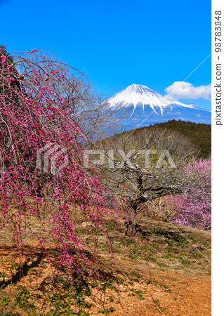Umezono Mount Fuji 98783848