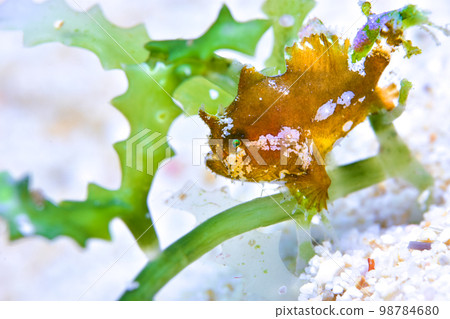 石魚幼魚 98784680