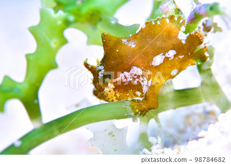 石魚幼魚 石魚幼魚 98784682