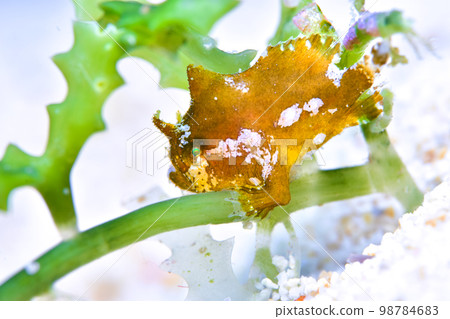 juvenile fish of stonefish 98784683