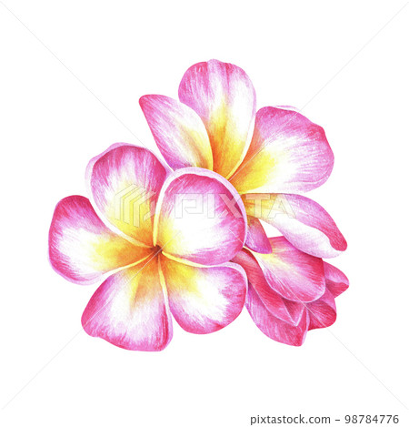 Plumeria flower perfume hot sale