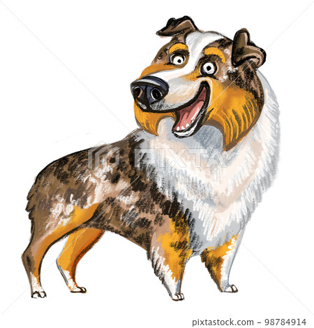 Cute Australian Shepherd dog character funny cartoon illustration 98784914