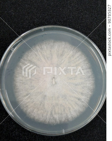 giant colony of raccoons 98785827