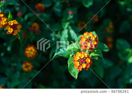 在炎熱的夏天以溫暖的顏色綻放的馬纓丹 在炎熱的夏天以溫暖的顏色綻放的馬纓丹 98786261