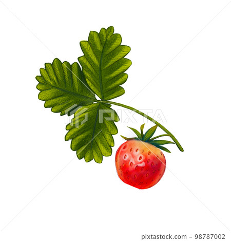 Strawberry berry on a twig with a leaf on a white background. Watercolor illustration of a summer berry. A plant grown in the garden. Red, sweet berry. Suitable for prints, wallpapers, boxes, packages 98787002