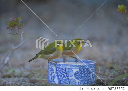 花園白眼， 98787252