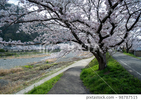 Okayama Prefecture's famous cherry blossom viewing spot, Ibaratsutsumi, a cherry blossom tunnel that stretches for two kilometers Okayama Prefecture's famous cherry blossom viewing spot, Ibaratsutsumi, a cherry blossom tunnel that stretches for two kilometers 98787515