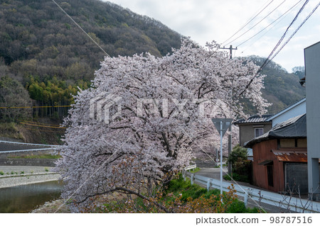 Okayama Prefecture's famous cherry blossom spot, Ibara Tsutsumi A single cherry tree that serves as the starting point 98787516