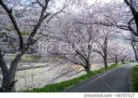 Okayama Prefecture's famous cherry blossom viewing spot, Ibaratsutsumi, a cherry blossom tunnel that stretches for two kilometers Okayama Prefecture's famous cherry blossom viewing spot, Ibaratsutsumi, a cherry blossom tunnel that stretches for two kilometers 98787517