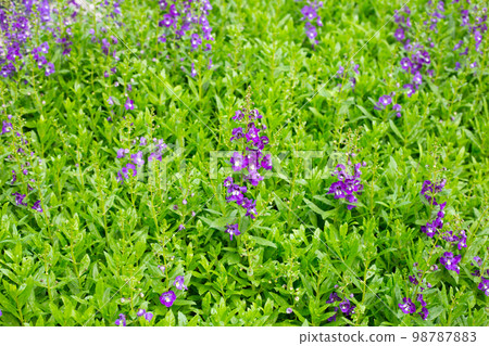 Beautiful angelonia goyazensis benth in the park Beautiful angelonia goyazensis benth in the park 98787883