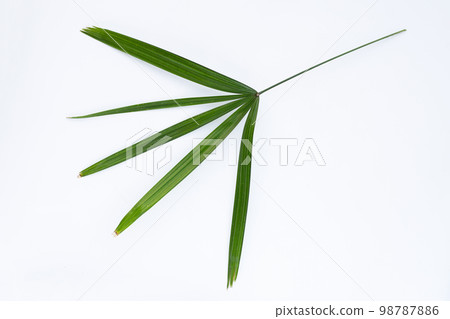 Lady palm leaf on white background. 98787886
